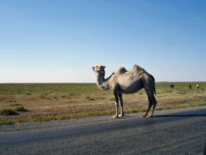 [- El camello y el ciervo -] Ruta de la Seda, Kyzylbas (Kazajstán)