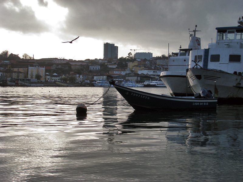 Lobo do Mar