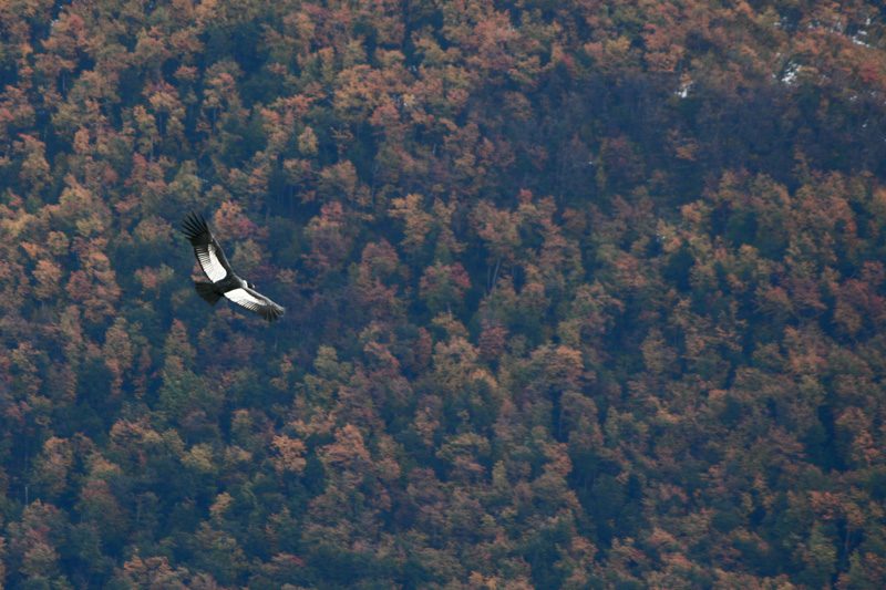 El Vuelo del Cóndor