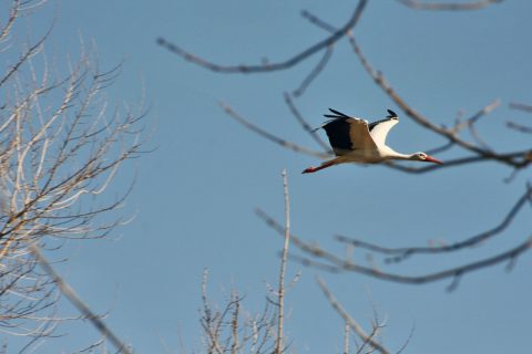 Cigüeña