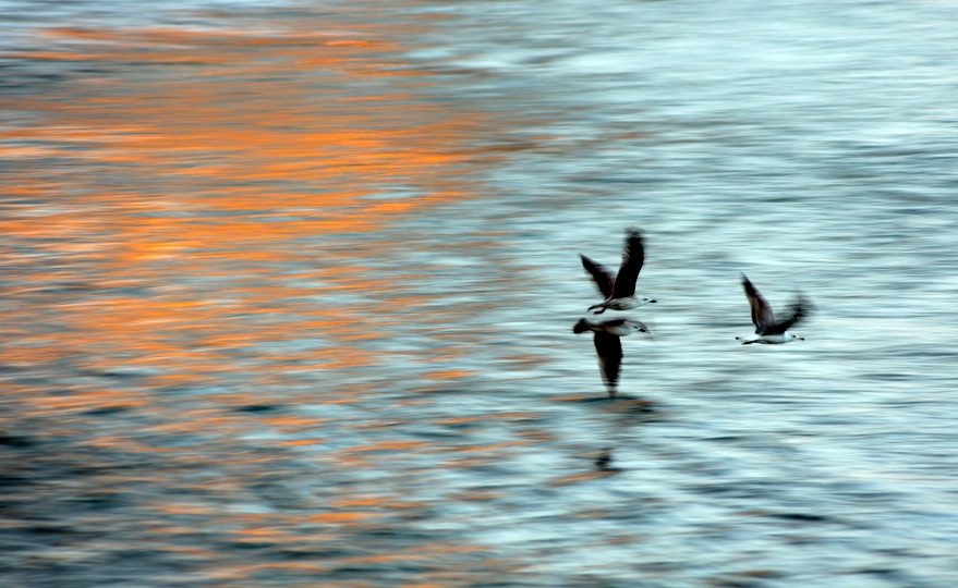 Gaviotas