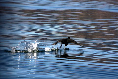Caminar sobre las aguas