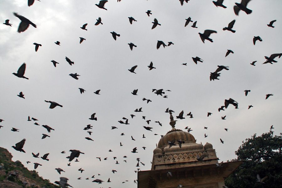 कबूतर
