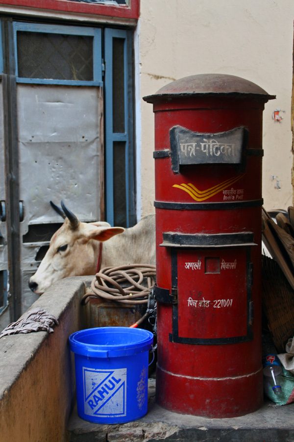 Mailbox & Cow