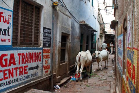 गाय