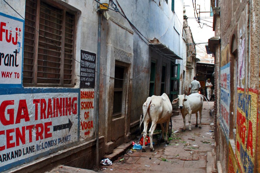 गाय